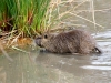 Nutria