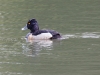 Ring-necked Duck