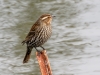 Red-winged Blackbird