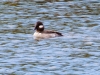 Bufflehead Duck