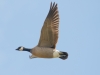 Cackling Goose