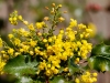 Oregon Grape