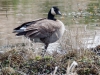 Cackling Goose