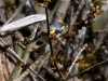 Yellow-rumped Warbler