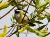 Black-capped Warbler