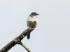 California Scrub-jay