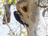 Acorn Woodpecker