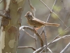 Lincoln's Sparrow