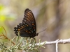 Arizona Red-spotted Purple