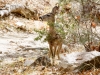 Arizona White-tailed Deer