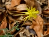 Yellow Columbine