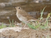 Hermit Thrush