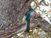 Elegant Trogon