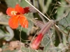 Scarlet Monkeyflower