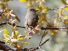 Hutton's Vireo