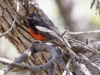 Painted Redstart