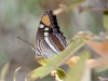 Arizona Sister Butterfly