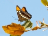 Arizona Sister Butterfly