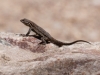 Ornate Tree Lizard