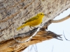 Yellow Warbler