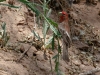 House Finch