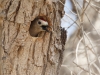 Gila Woodpecker