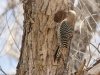 Gila Woodpecker