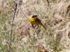 Common Yellowthroat