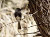 Black Phoebe