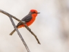 Vermilion Flycatcher