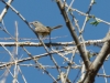 Hammond's Flycatcher