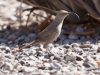 Curve-billed Thrasher