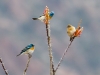 Lazuli Bunting