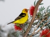 Western Tanager