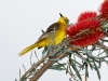 Hooded Oriole