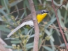 Yellow-breasted Chat