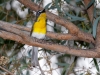 Yellow-breasted Chat