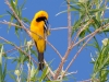 Hooded Oriole