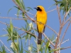 Hooded Oriole