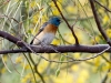 Lazuli Bunting