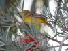 Hooded Oriole