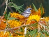 Yellow-rumped Warbler