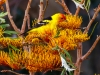 Western Tanager