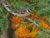 Black-headed Grosbeak