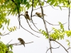 Pine Siskin