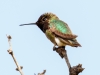 Anna's Hummingbird