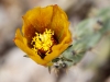 Cactus Flower