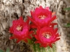 Cactus Flower