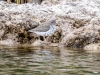 Spotted Sandpiper