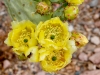 Cactus Flower